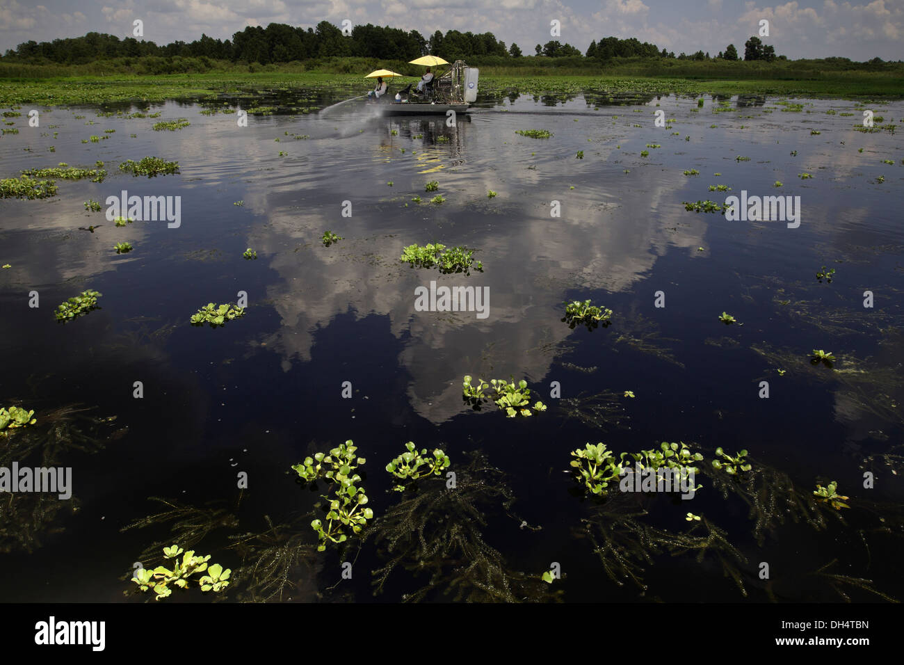 Workers with the South Florida Water Management District spray a herbicide to control the invasive water hyacinth Stock Photo