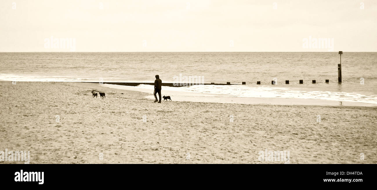 Dog walking on Bournemouth Beach Stock Photo Alamy