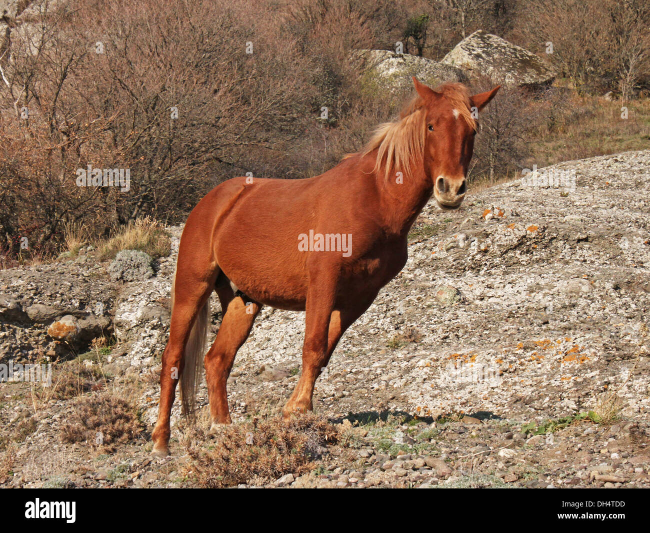 chestnut horse in mountains at fall Stock Photo