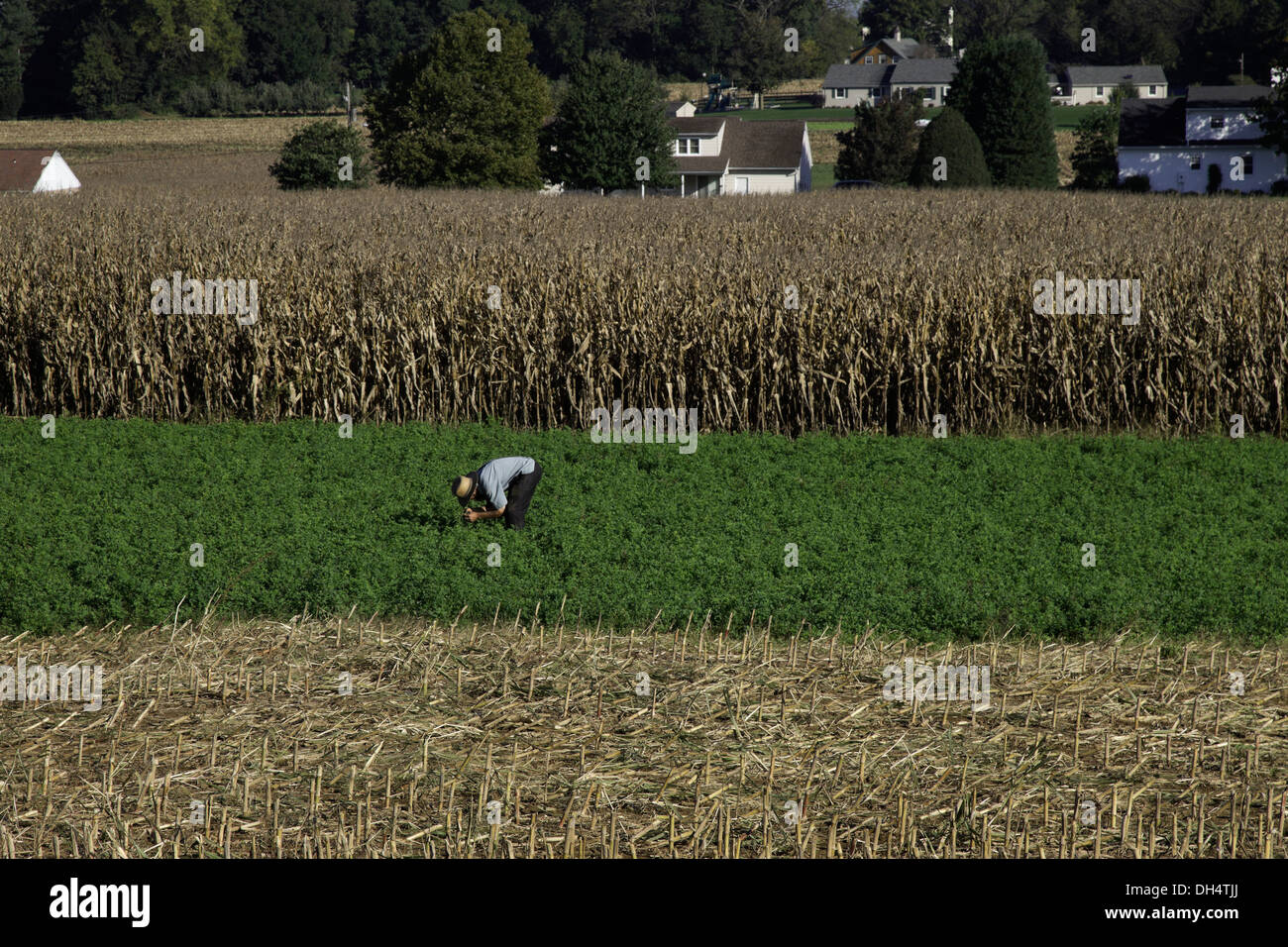 Cutting alfalfa on the Amish farm of Levi Fischer of Paradise, PA. Stock Photo