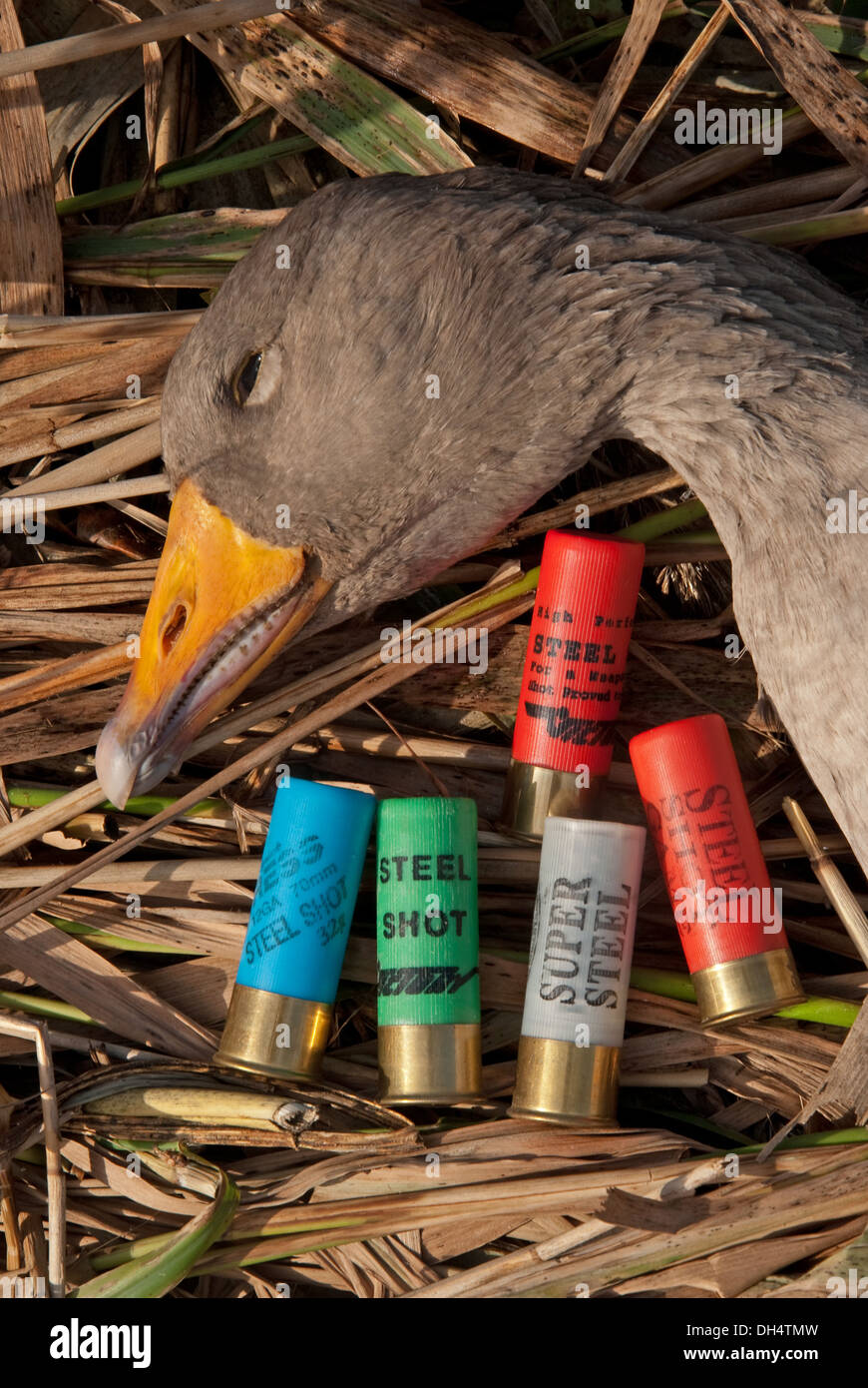 Non-toxic steel 12 bore cartridges with Greylag Goose (Anse anser) Stock Photo