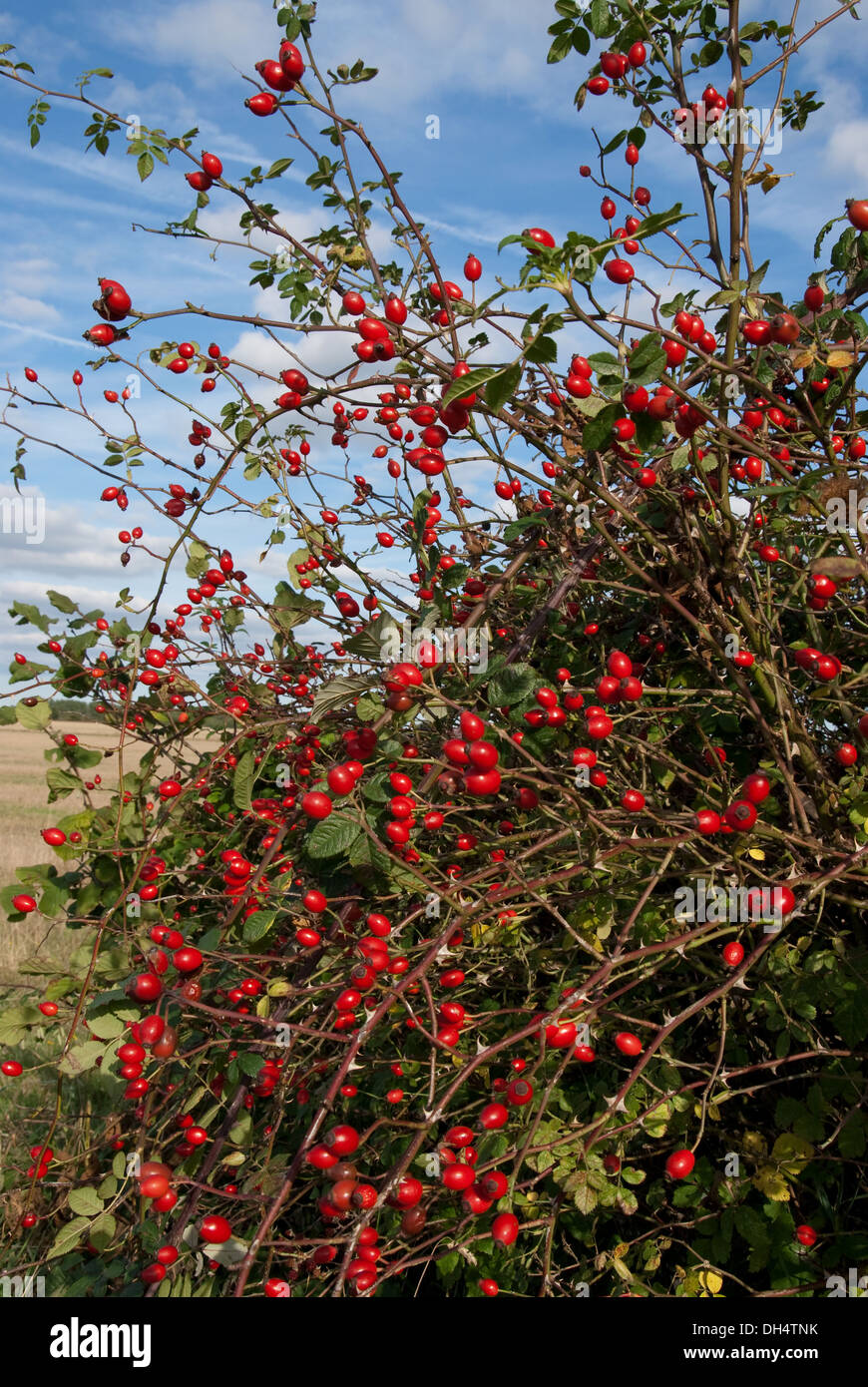 Dog Rose (Rosa canina) hips in English countryside hedge in autumn Stock Photo