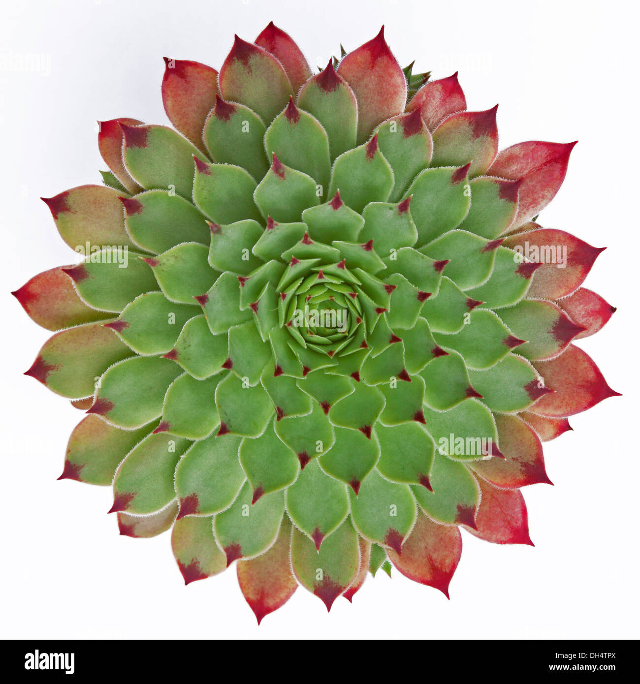 The symmetrical leaf pattern of a succulent Jovibarba Hirta plant isolated on a white background Stock Photo