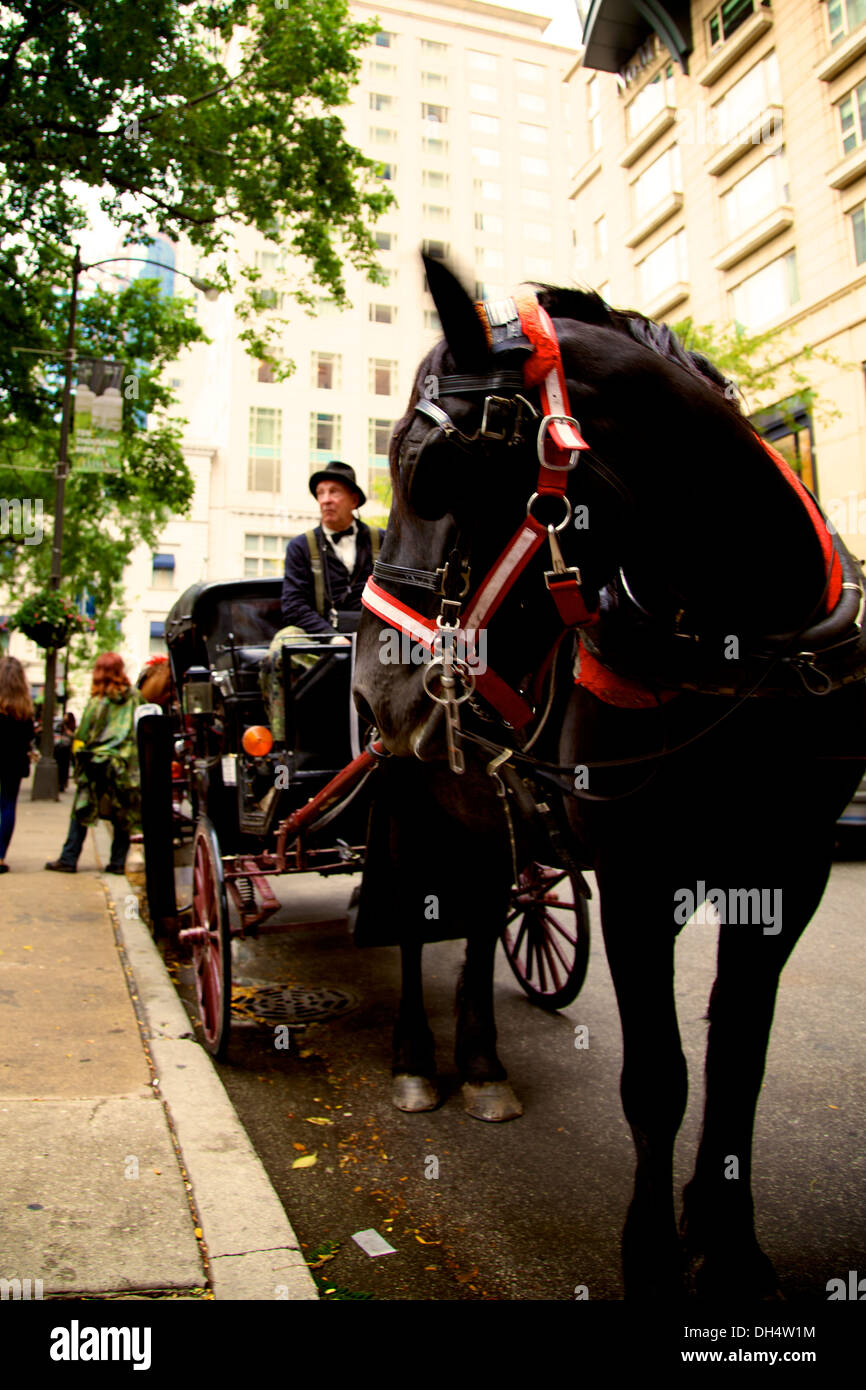 Chicago Horse & Carriage Stock Photo Alamy