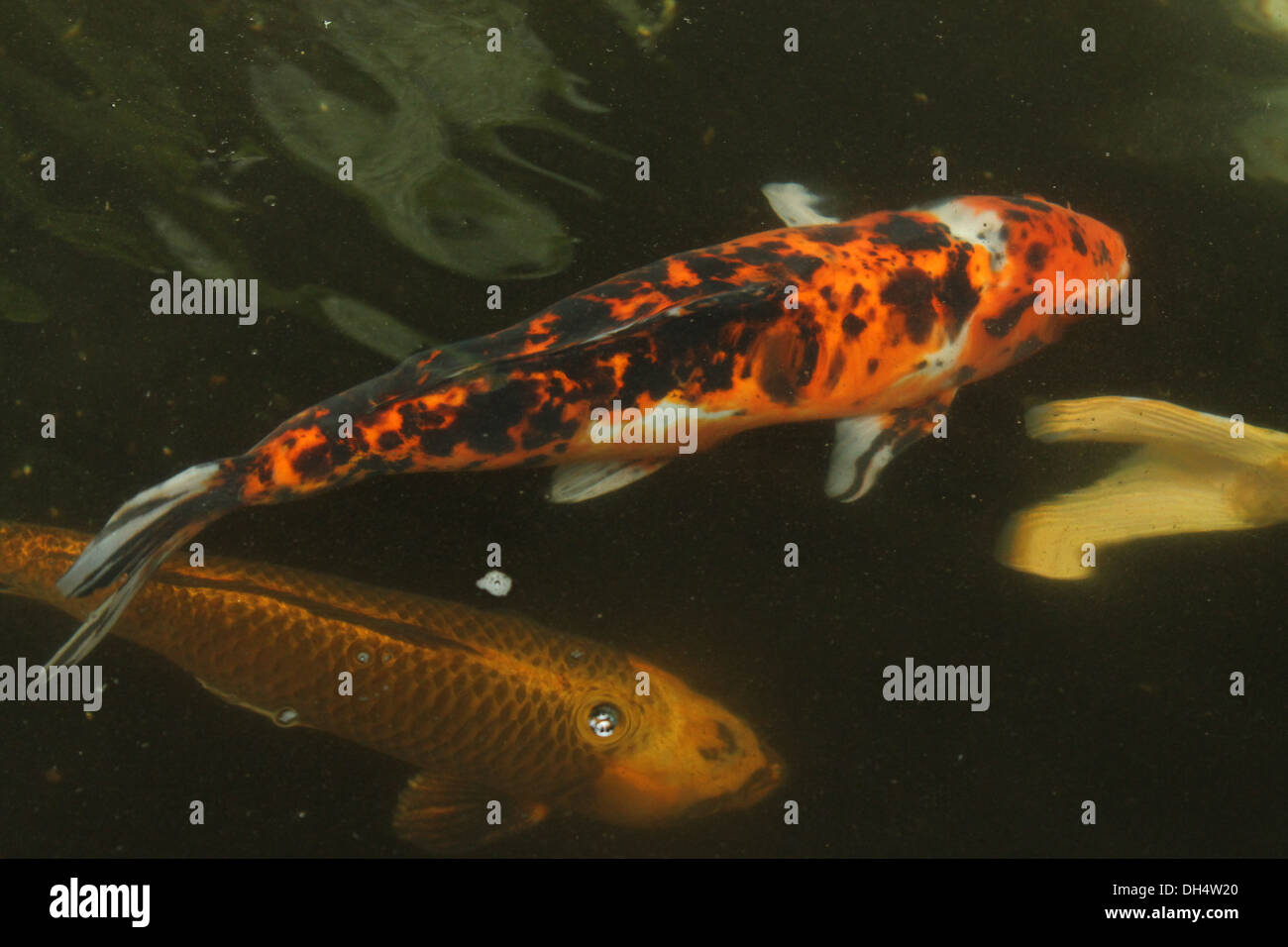 Coy carp water hires stock photography and images Alamy