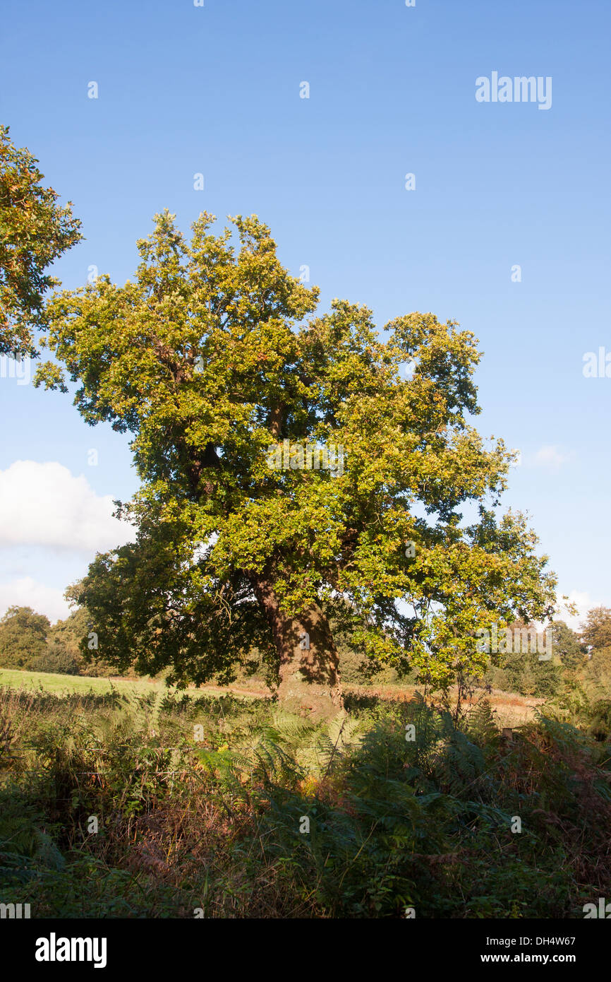 Oak tree in leaf hi-res stock photography and images - Alamy