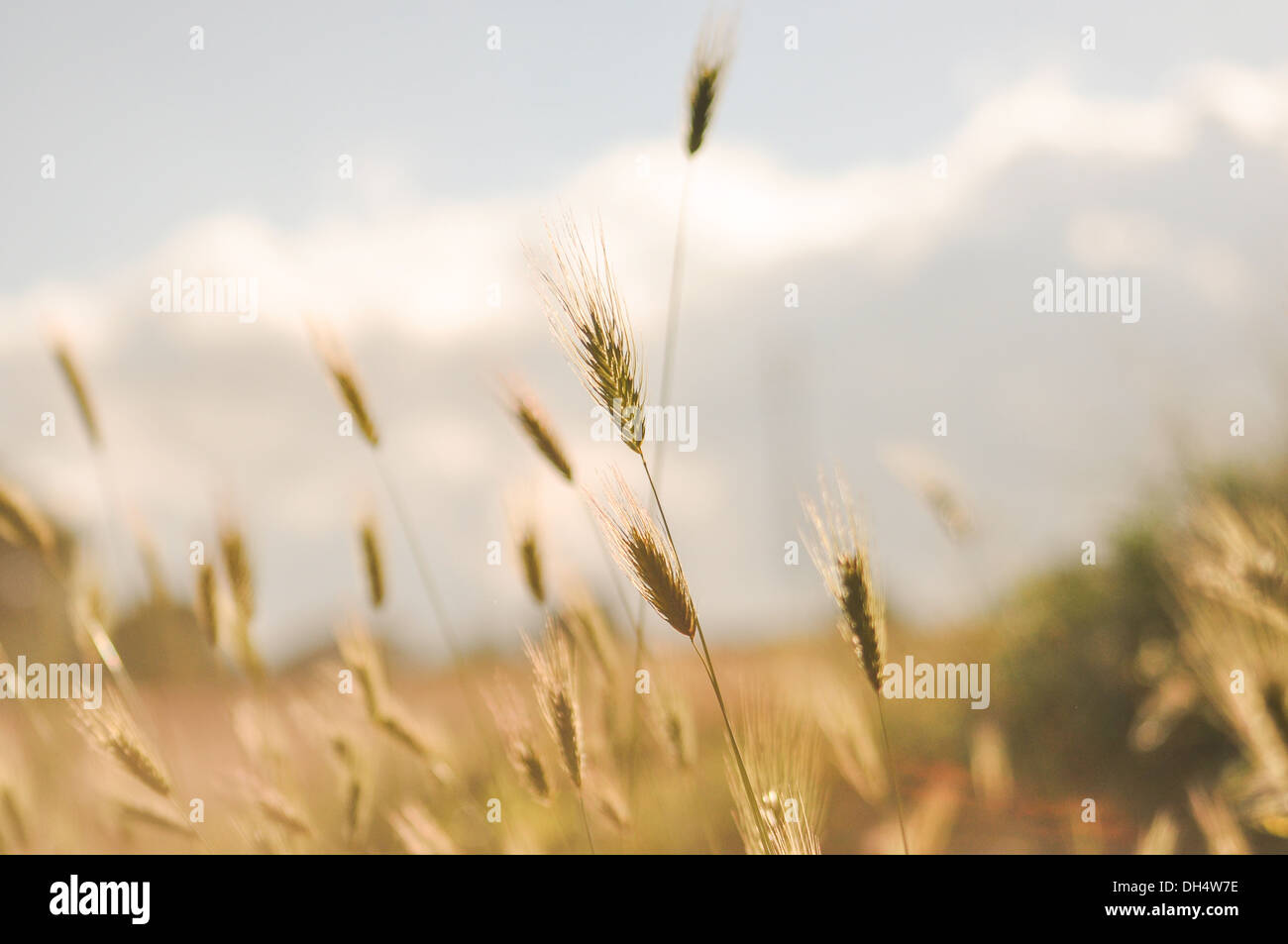 Corn in a field Stock Photo