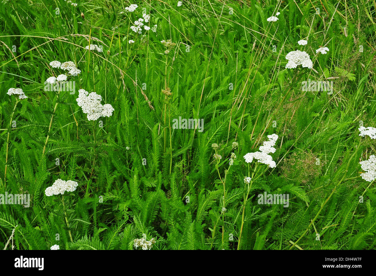 Leaves and flowers of Achillea millefolium growing in wild flower meadow. Stock Photo