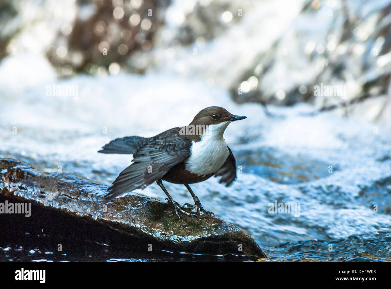 Dipper on rock in stream, fluttering wings. Stock Photo