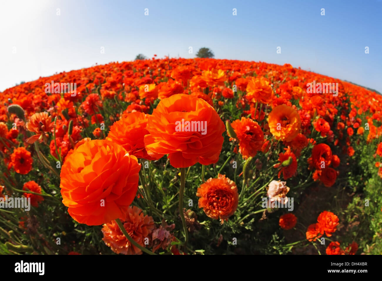 The blossoming red-orange buttercups Stock Photo