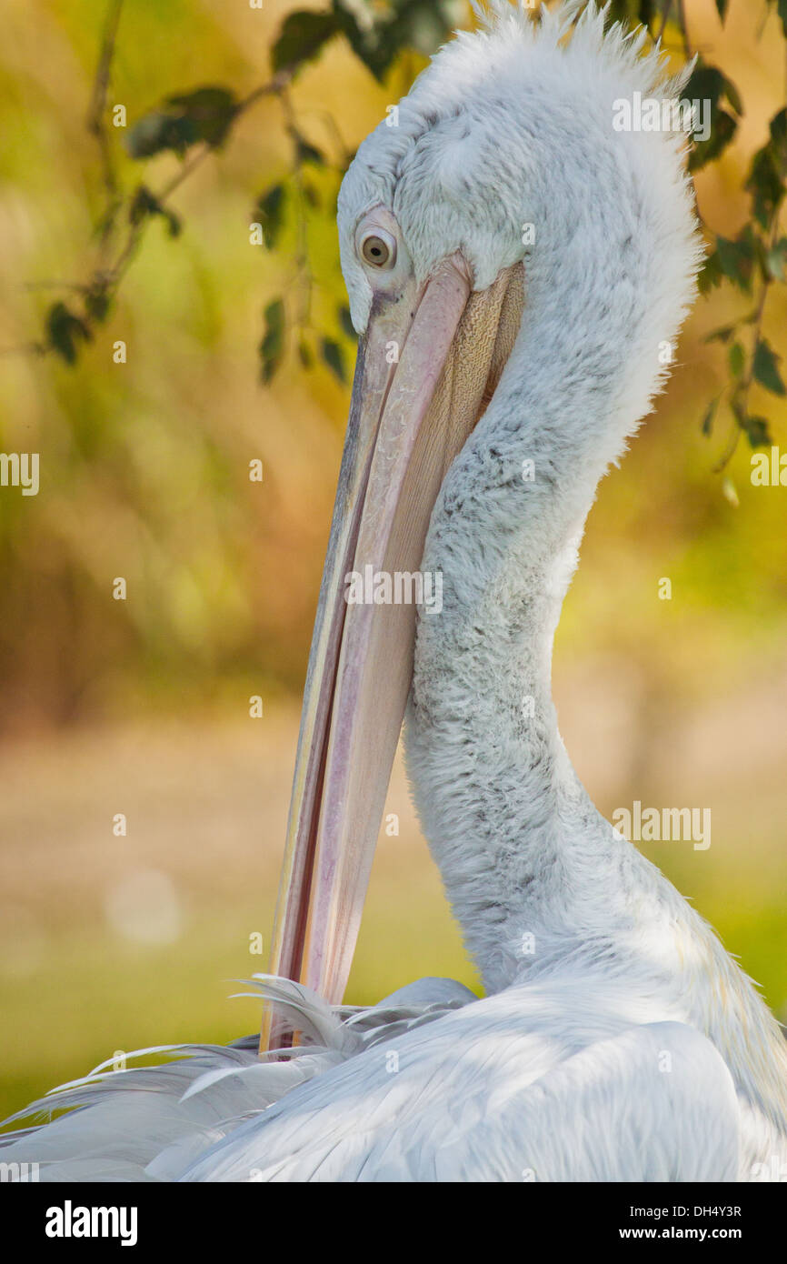 Dalmatian Pelican (Pelecanus crispus) Stock Photo