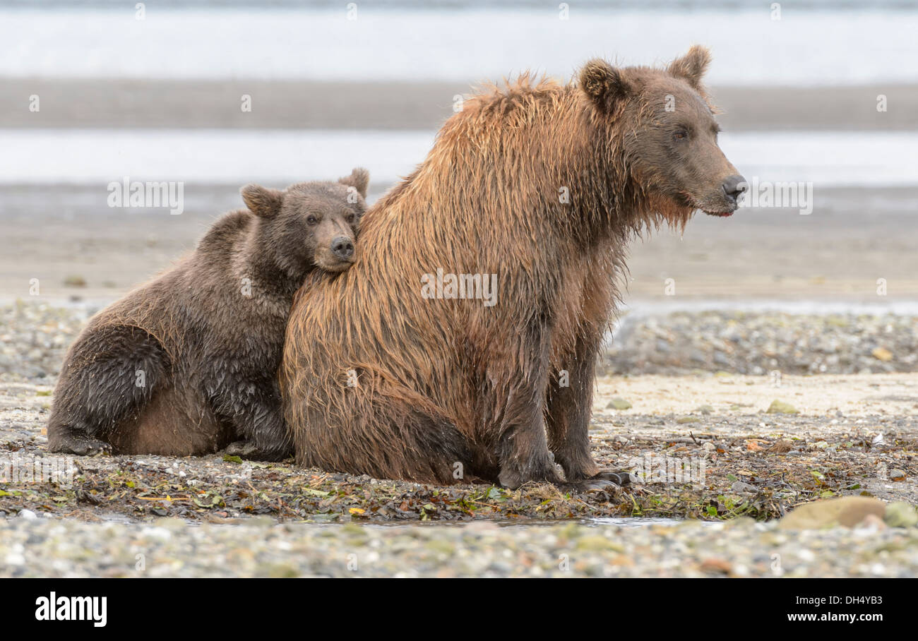 Katmai Brown Bear with Cub on Seashore, Alaska Stock Photo - Alamy