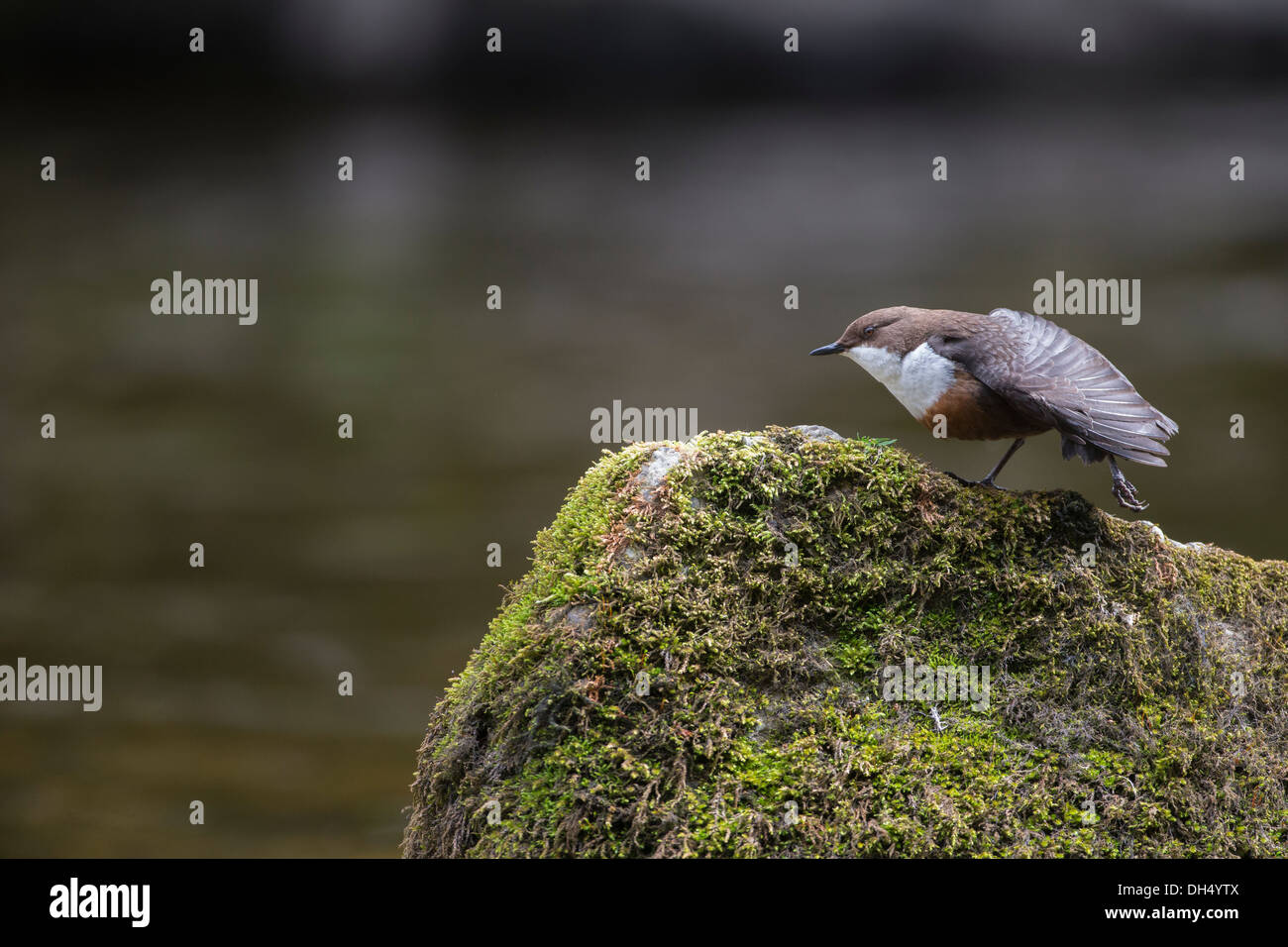 European white throated Dipper (cinclus cinclus) stretching wings on rock by river Yorkshire Dales, North Yorkshire, England, UK Stock Photo
