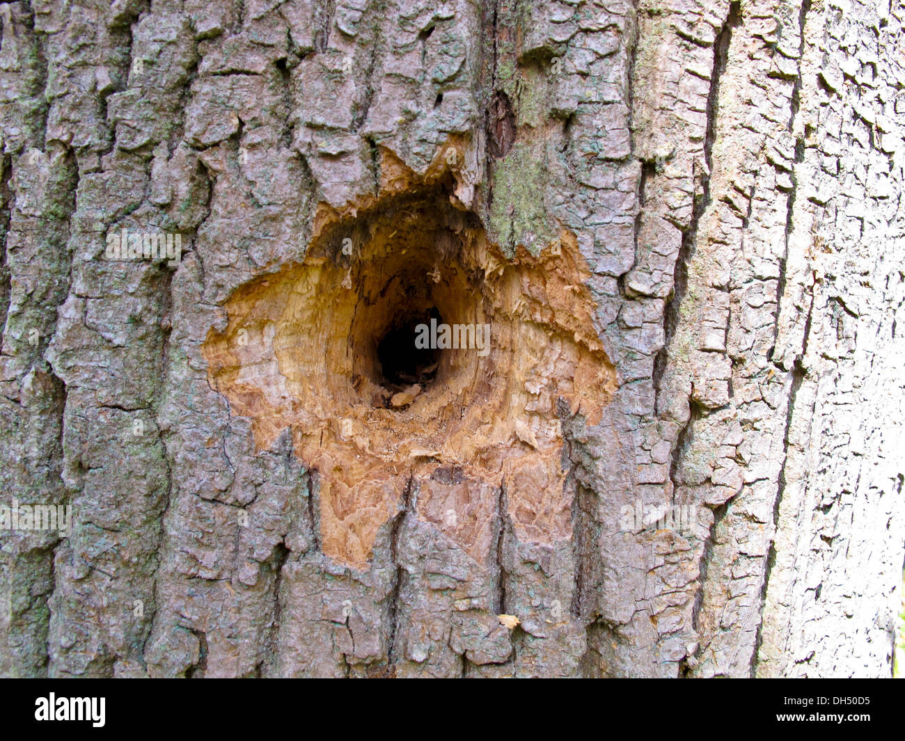 Woodpecker's hole in a tree Stock Photo