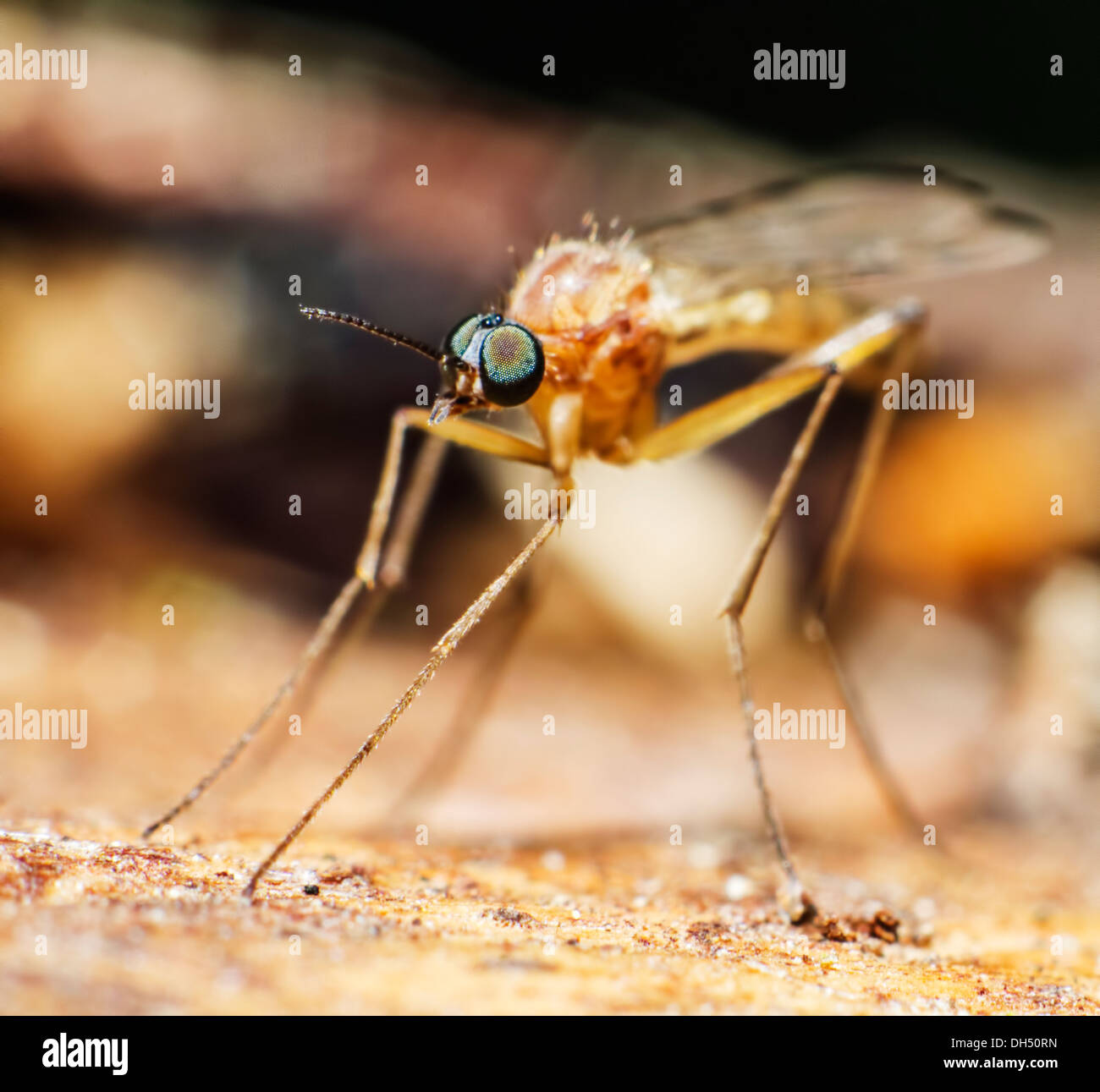 Portrait of a Mosquito Stock Photo