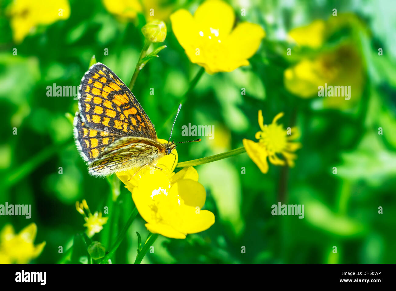 Common butterfly Silverspot (Argynnis Ino) Stock Photo