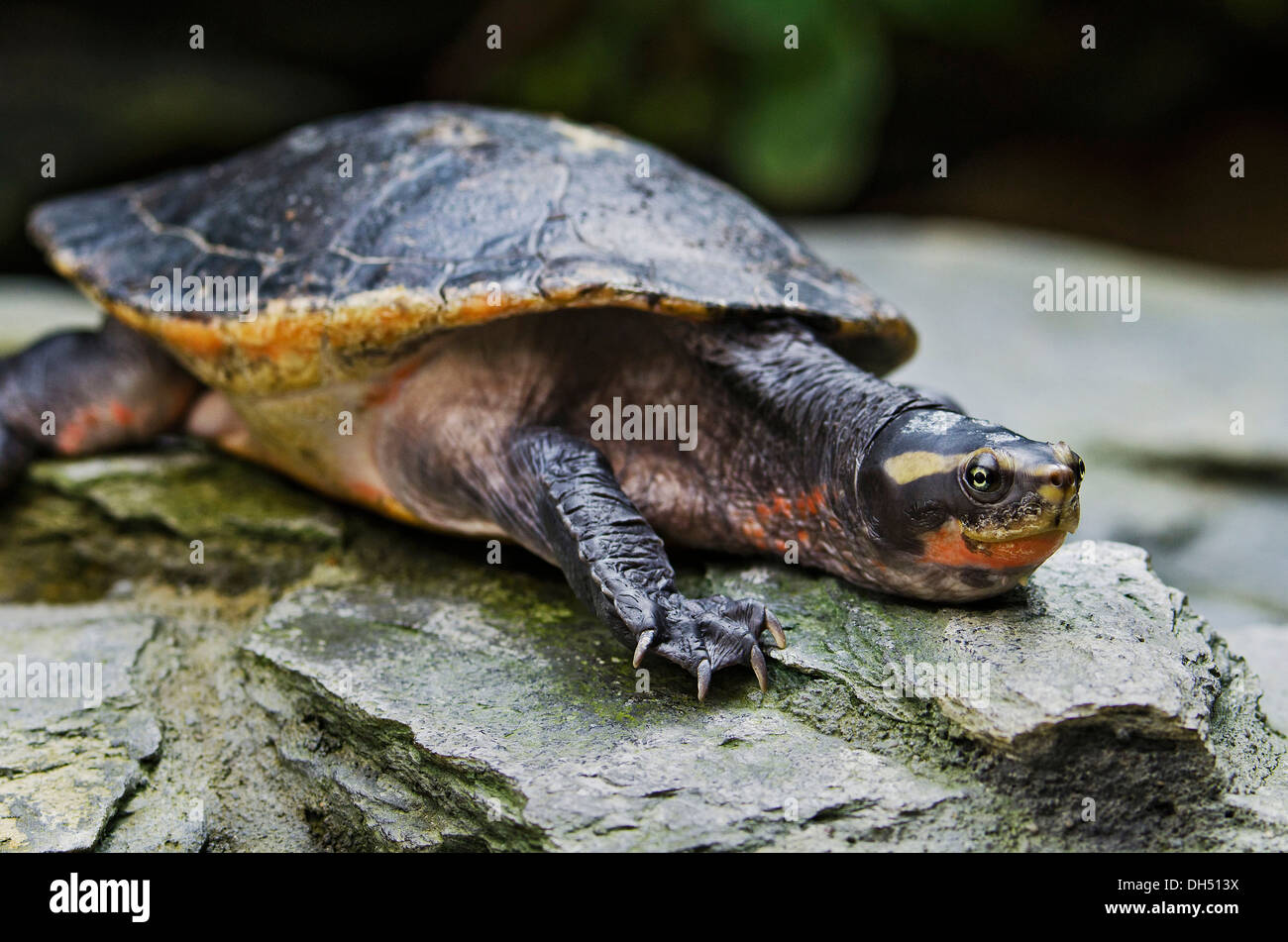 Australian big-headed turtle (Emydura australis), Zoologischer Garten ...