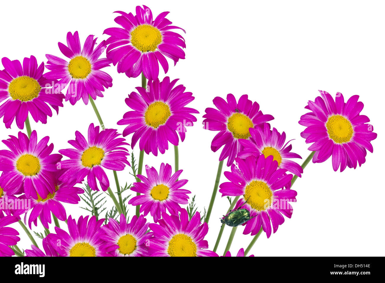 pink daisies isolated Stock Photo Alamy