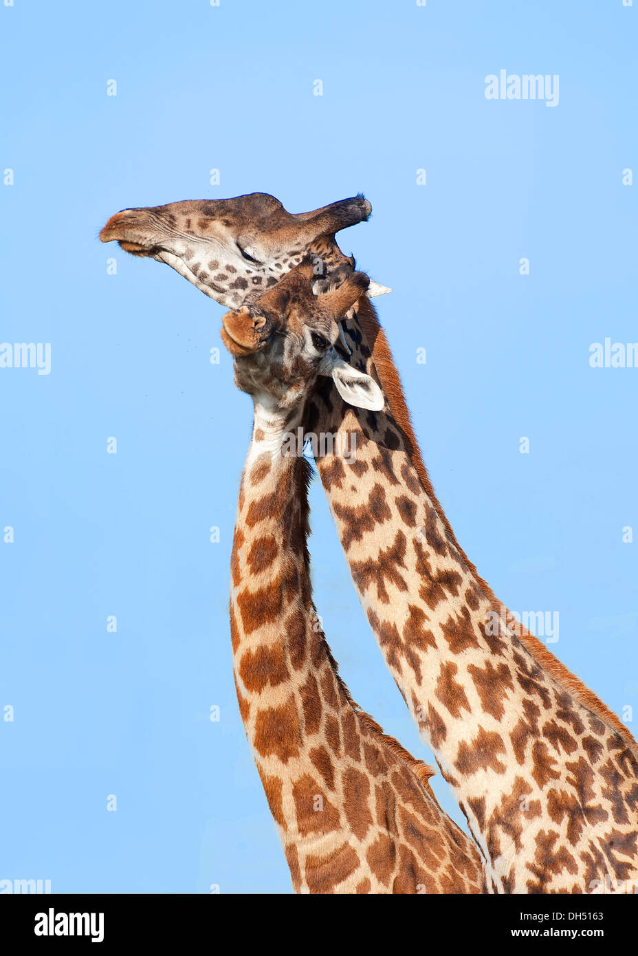 Two Giraffes (Giraffa camelopardalis) rubbing their necks together, Serengeti, Tanzania Stock Photo