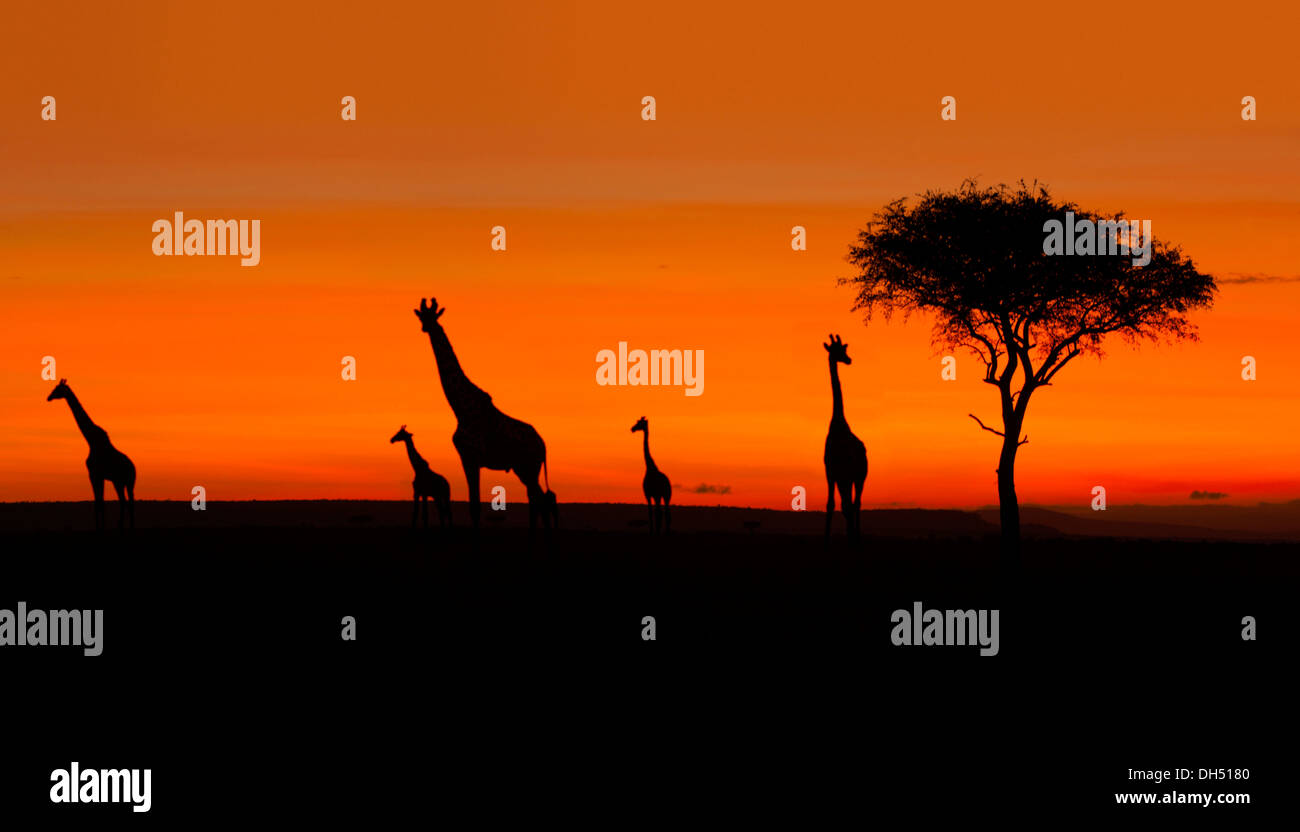 Giraffes (Giraffa camelopardalis), silhouettes at sunrise, Massai Mara, Serengeti, Rift Valley province, Kenya Stock Photo