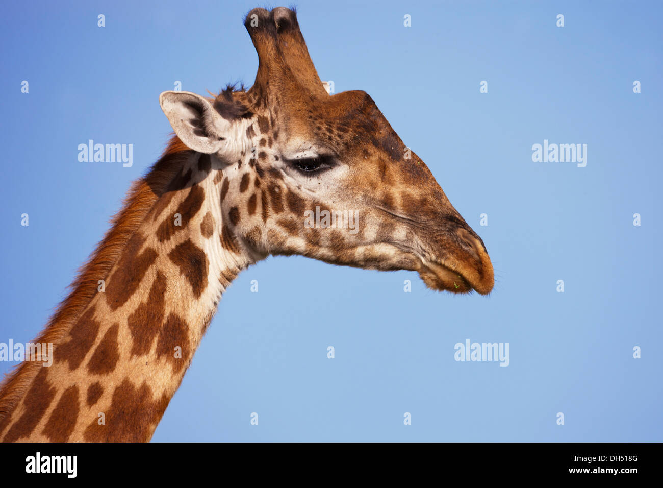 Giraffe (Giraffa camelopardalis), portrait, Serengeti, Tanzania Stock Photo