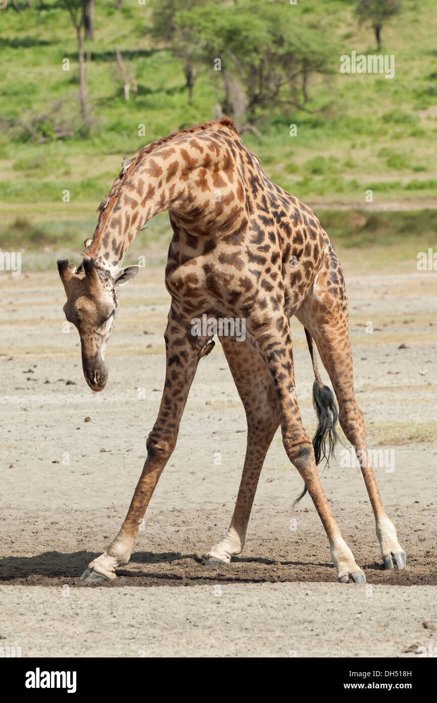 Giraffe Bending High Resolution Stock Photography and Images - Alamy