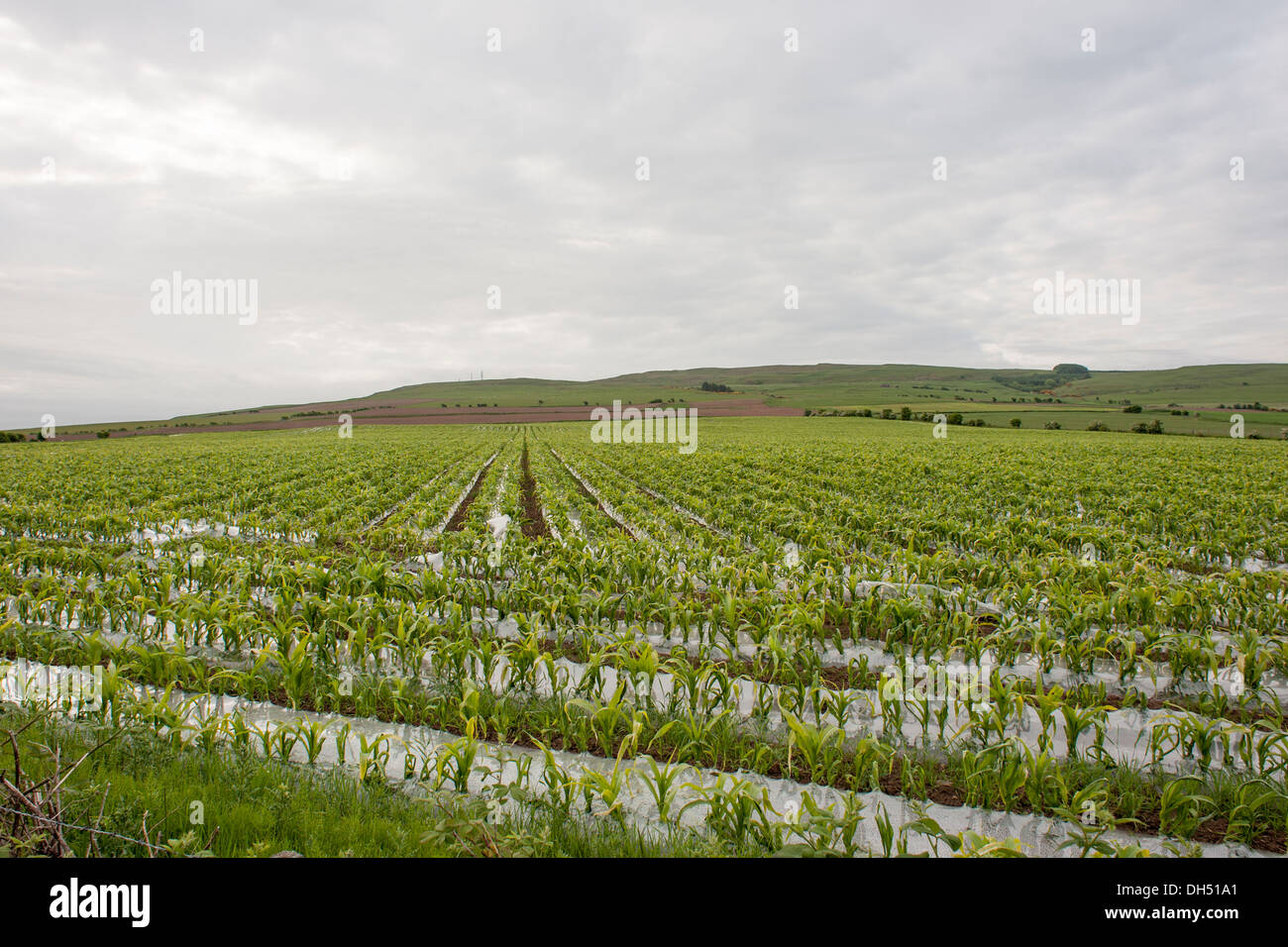 Maize farming in Scotland-Argyll Coast./ Stock Photo