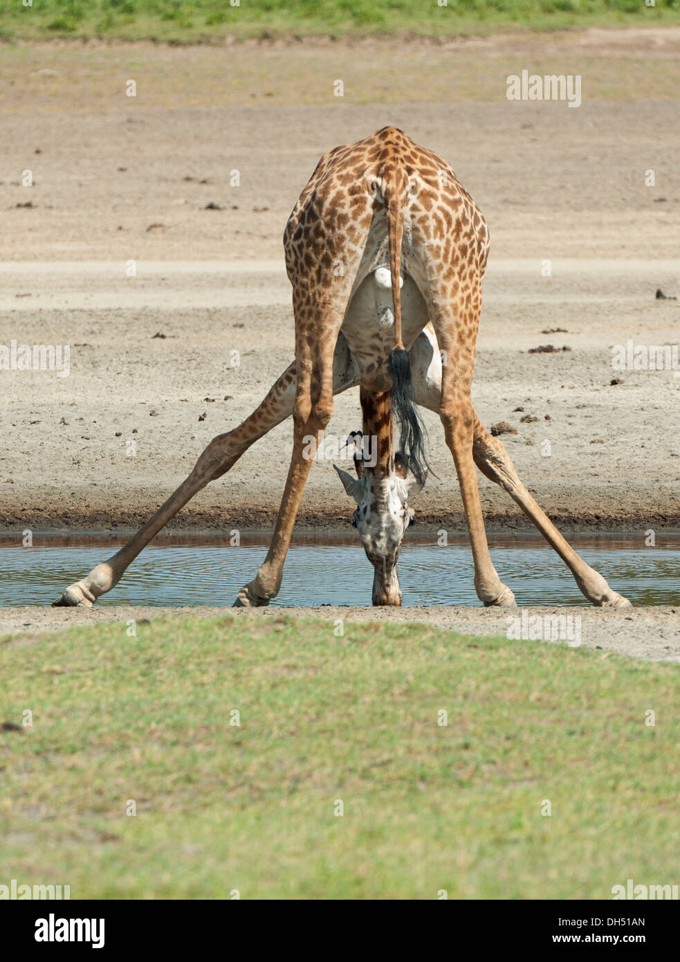 Giraffe (Giraffa camelopardalis) bending down while drinking, Serengeti