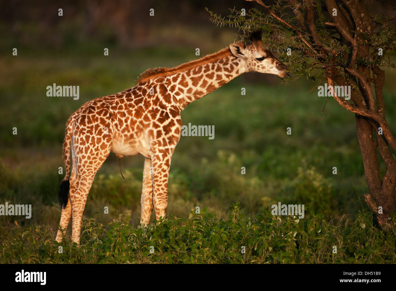 Newborn Giraffe (Giraffa camelopardalis) calf in the evening light, Serengeti, Tanzania Stock Photo