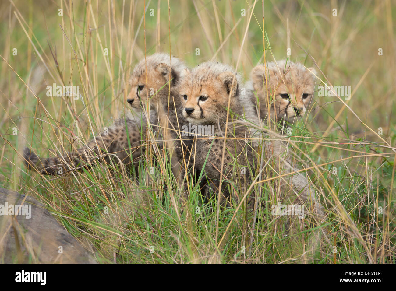Cheetahs (Acinonyx jubatus), cubs, several weeks, Massai Mara, Serengeti, Rift Valley province, Kenya Stock Photo