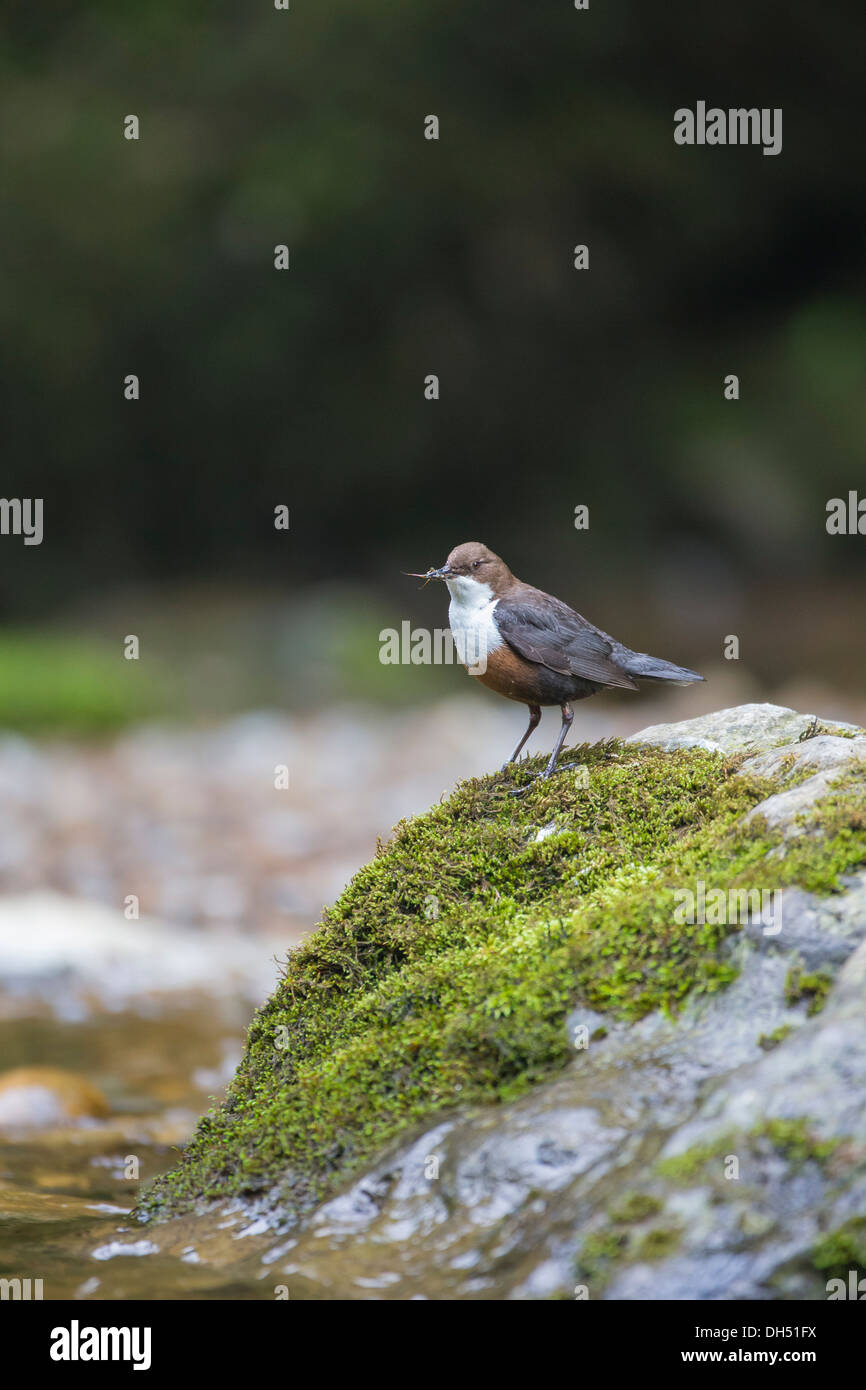 European, white throated, Dipper (cinclus cinclus) stood on mossy rock by river. Yorkshire Dales, North Yorkshire, England, UK Stock Photo