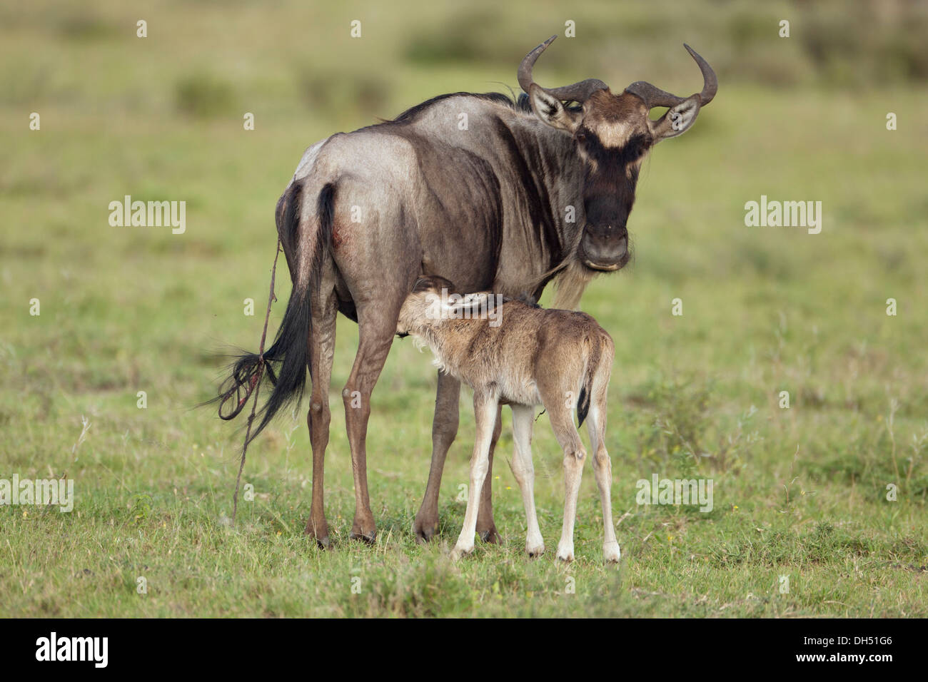 Blue Wildebeest (Connochaetes taurinus) suckling newborn calf, Serengeti, Tanzania Stock Photo