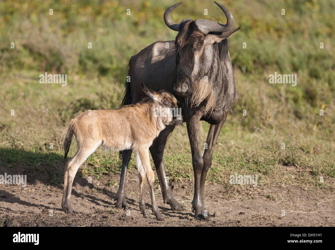 Blue Wildebeest (Connochaetes taurinus) with newborn calf, Serengeti, Tanzania Stock Photo
