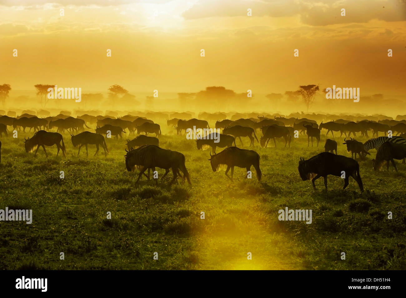 Wildebeest serengeti sunset hi-res stock photography and images - Alamy