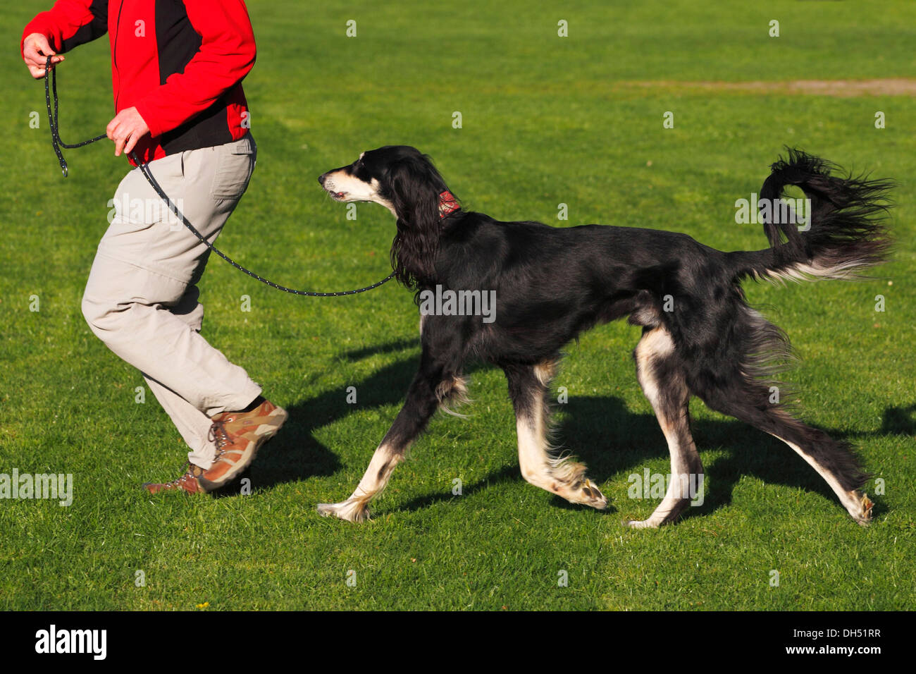 Woman running with a male Saluki, Royal Dog of Egypt or Persian
