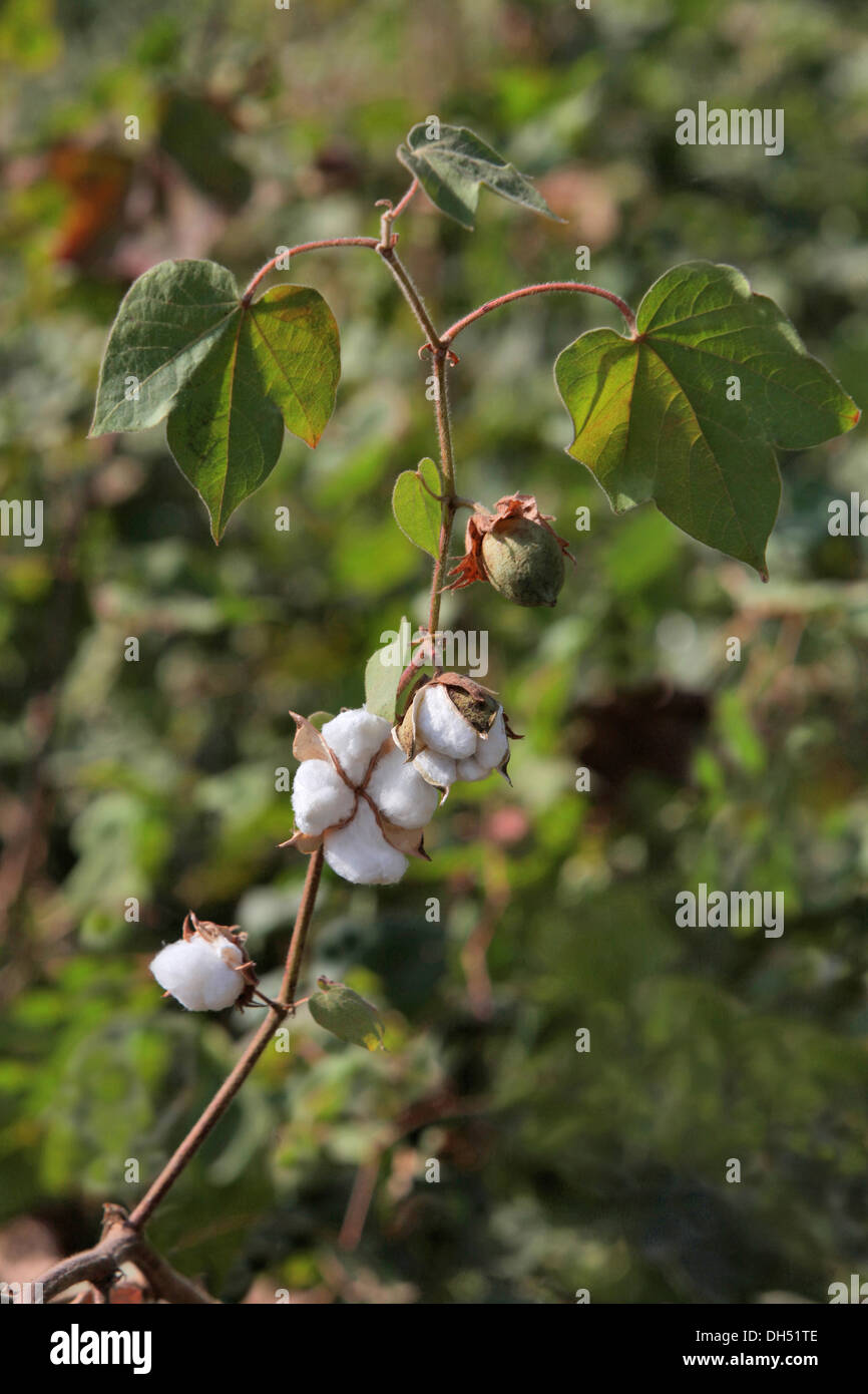 Boll of cotton hires stock photography and images Alamy