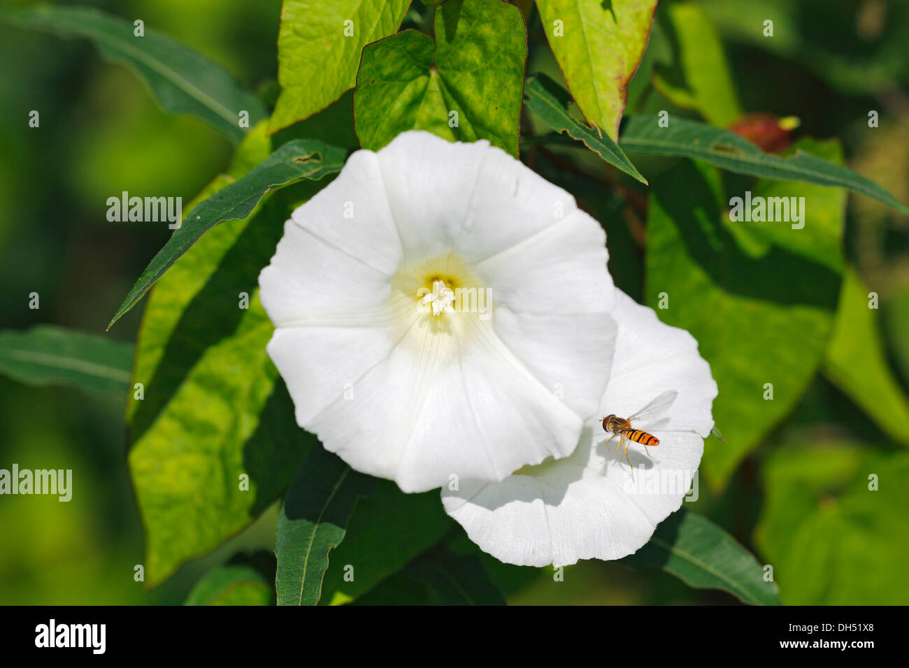 Flowering Hedge Bindweed or Lady's Nightcap (Calystegia sepium ssp. sepium, Convolvulus sepium) Stock Photo