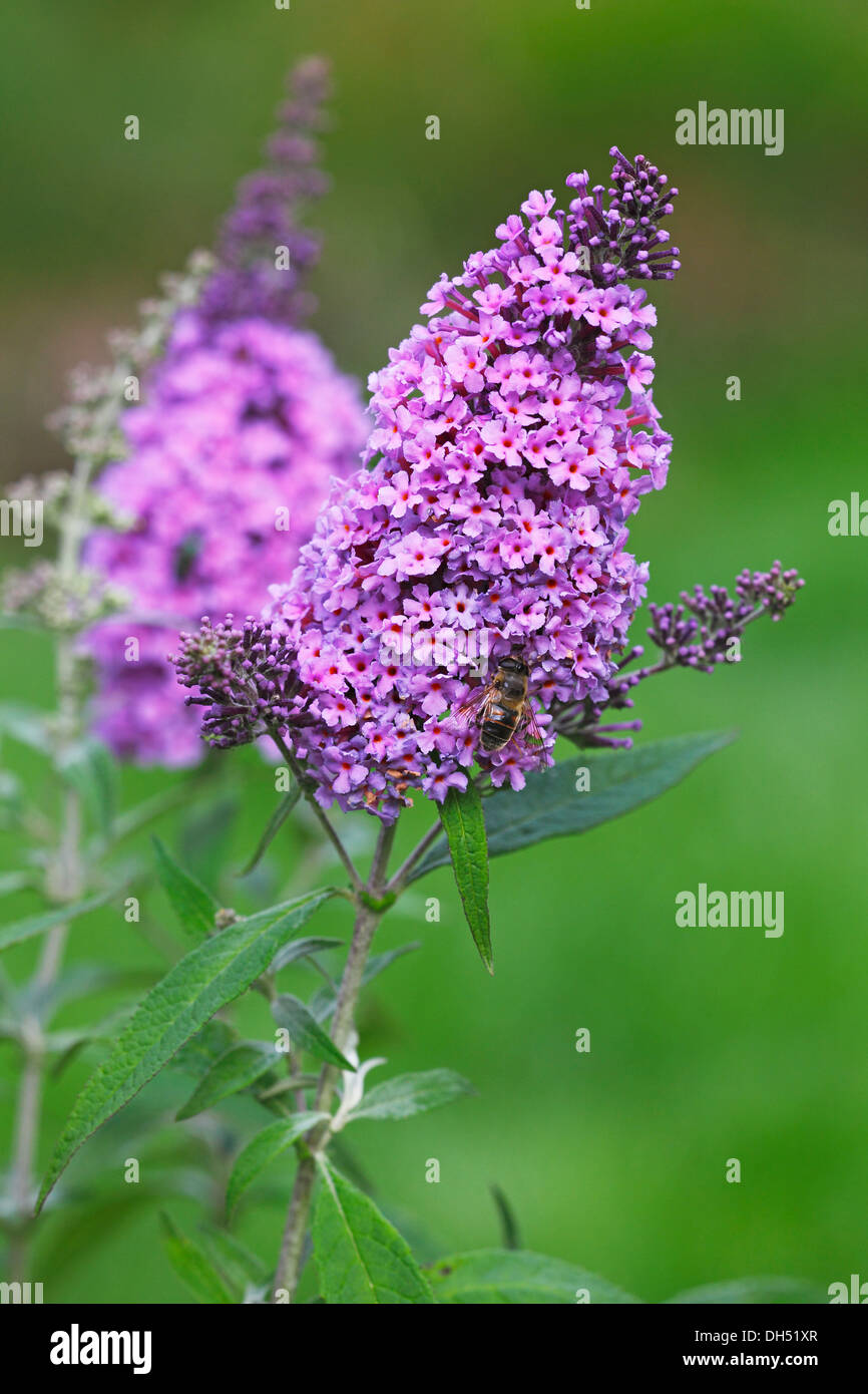Purple flowering Buddleja, Buddleia, Summer Lilac or Butterfly-Bush (Buddleja 'Buzz Blue') Stock Photo