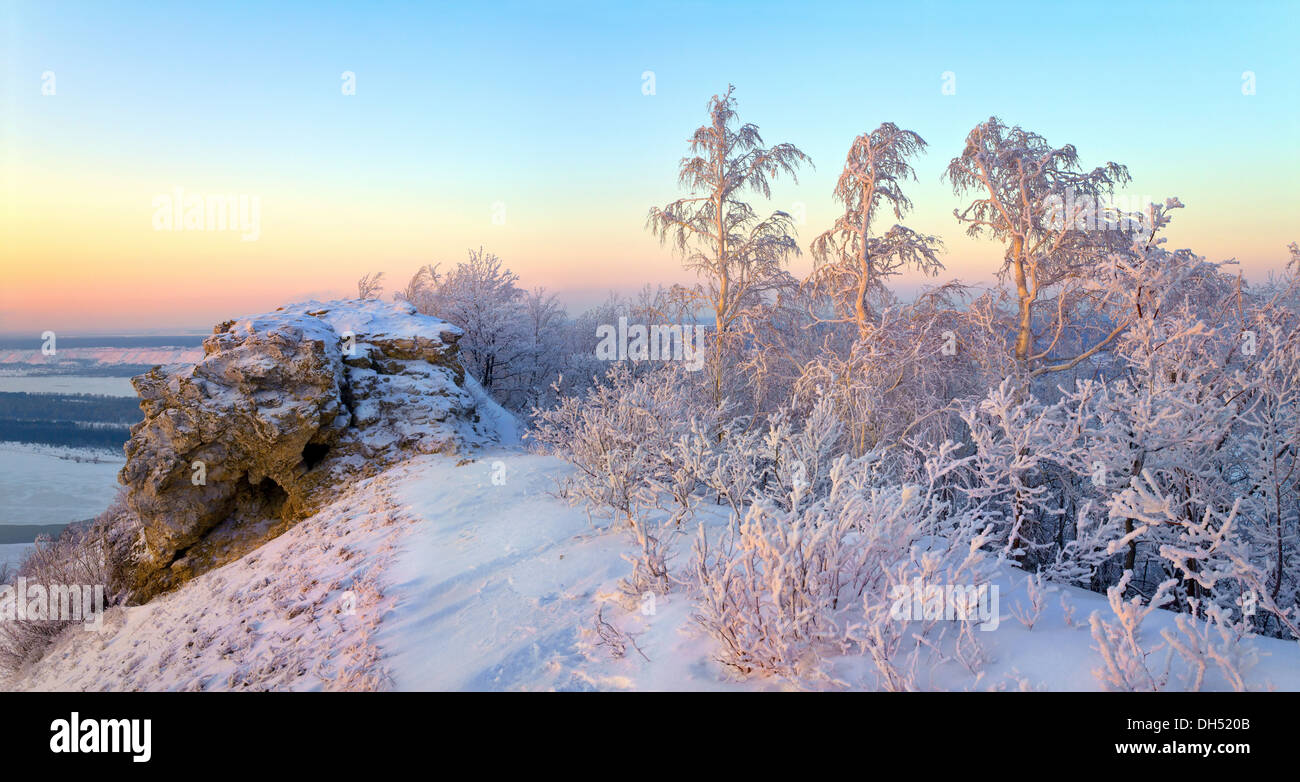 Frozen pine trees on a rock Stock Photo
