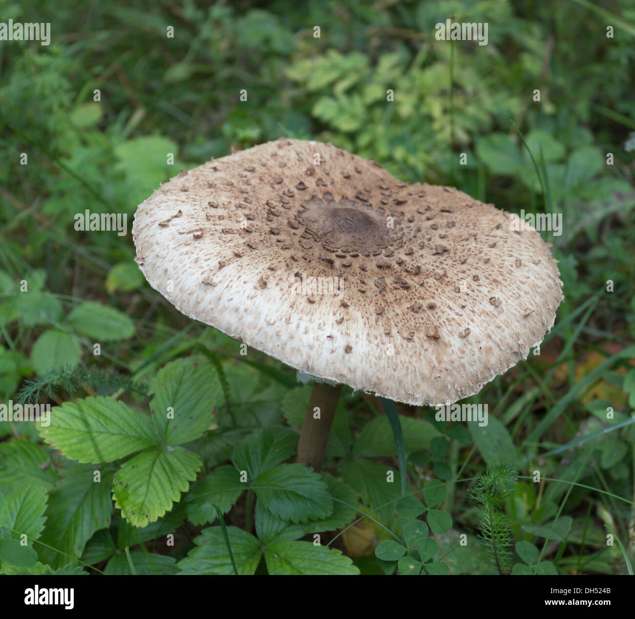 Large flat mushroom hires stock photography and images Alamy