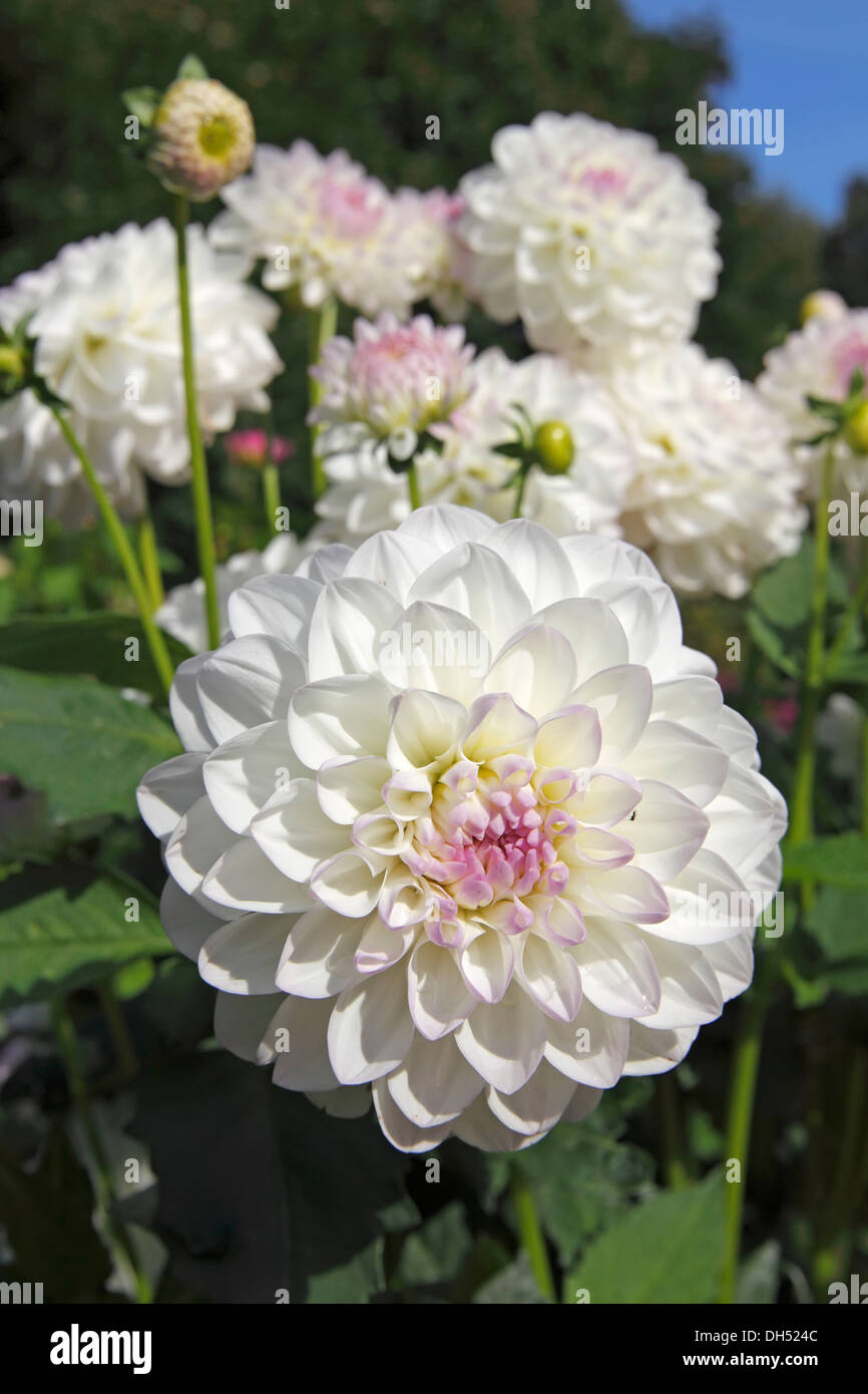 Dahlia cultivar Eveline (Dahlia Eveline) Stock Photo