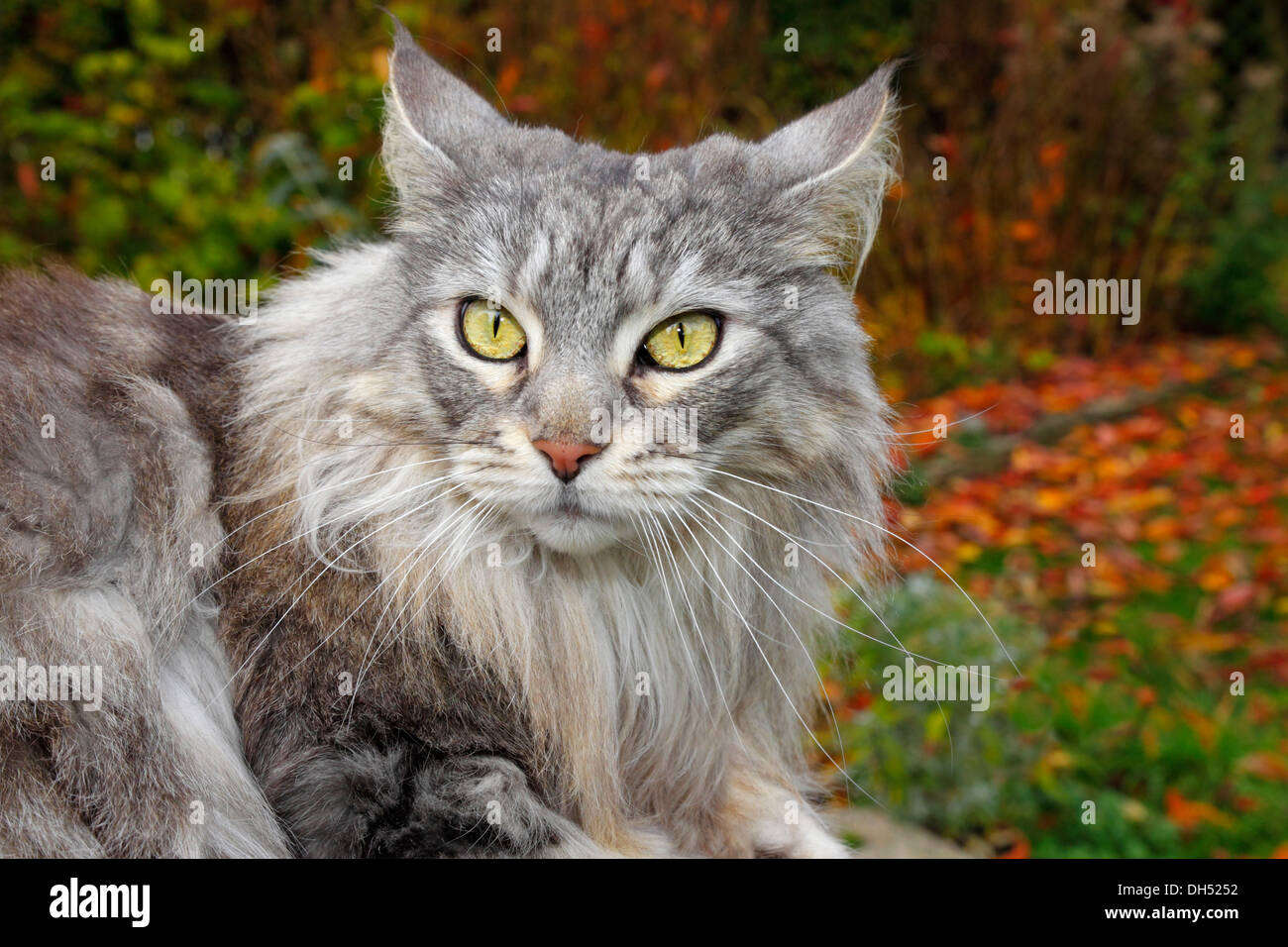Maine Coon Or American Longhair In An Autumnal Garden Stock Photo