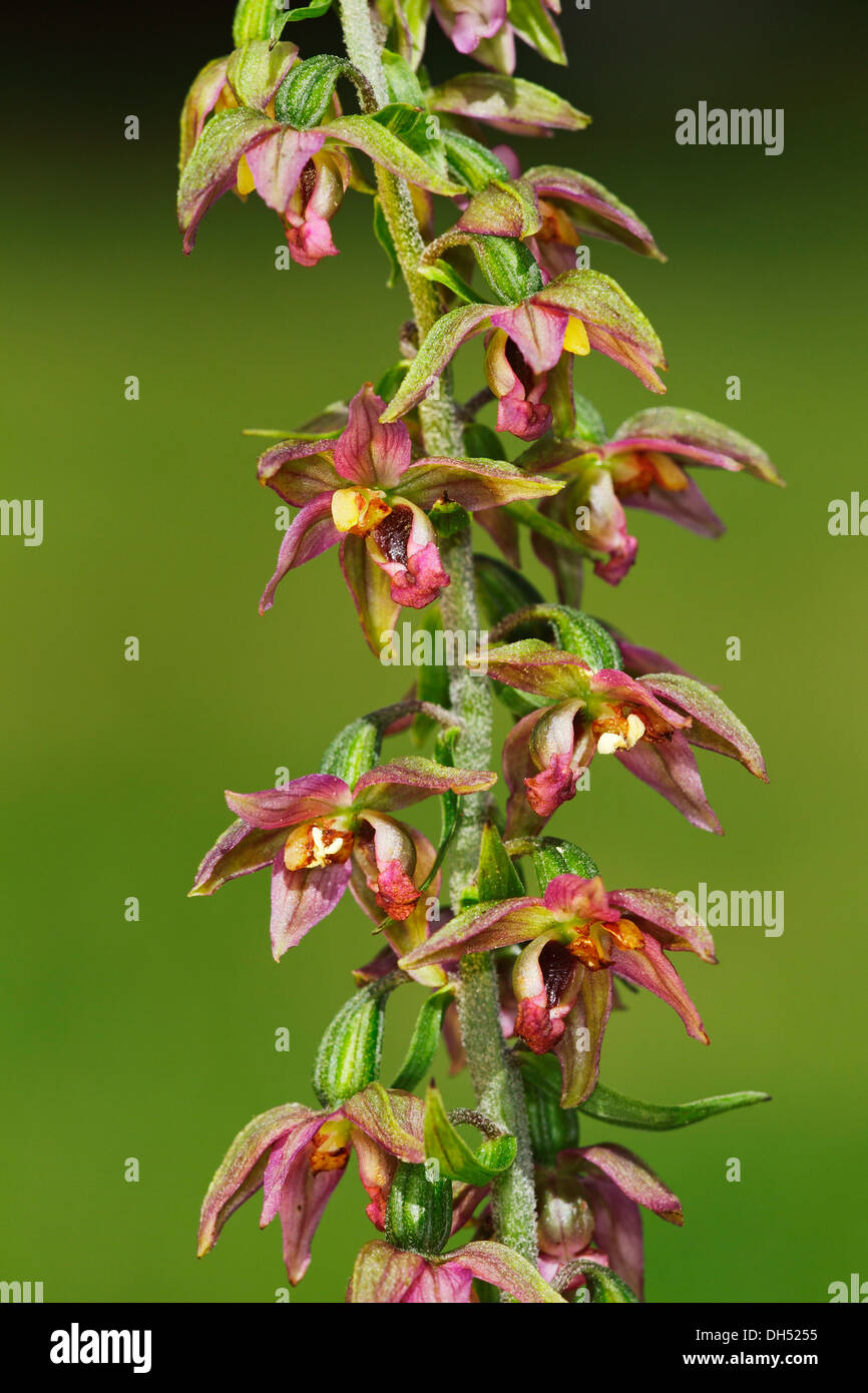 Flowering Broad-leaved Helleborine (Epipactis helleborine), a rare, protected orchid, Schleswig-Holstein Stock Photo