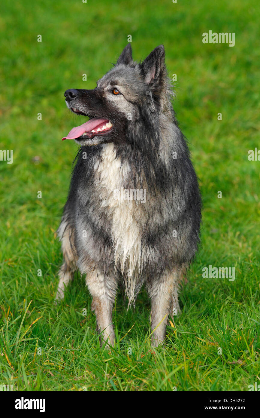 Keeshond german shepherd hotsell mix for sale