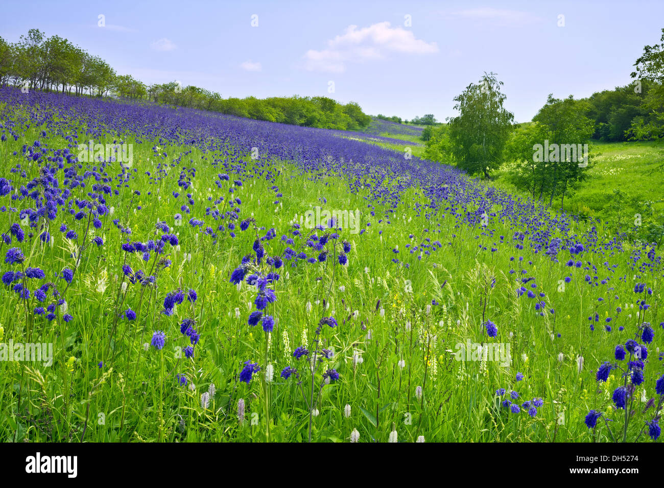 Summer blossoming Russian meadow Stock Photo - Alamy