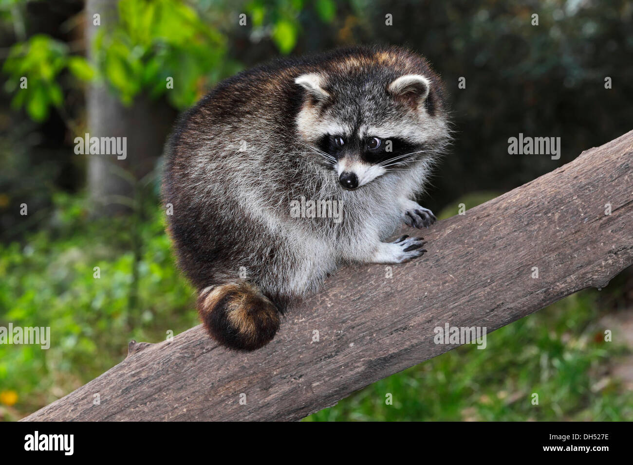 Raccoon (Procyon lotor) climbing on a tree, Lower Saxony Stock Photo