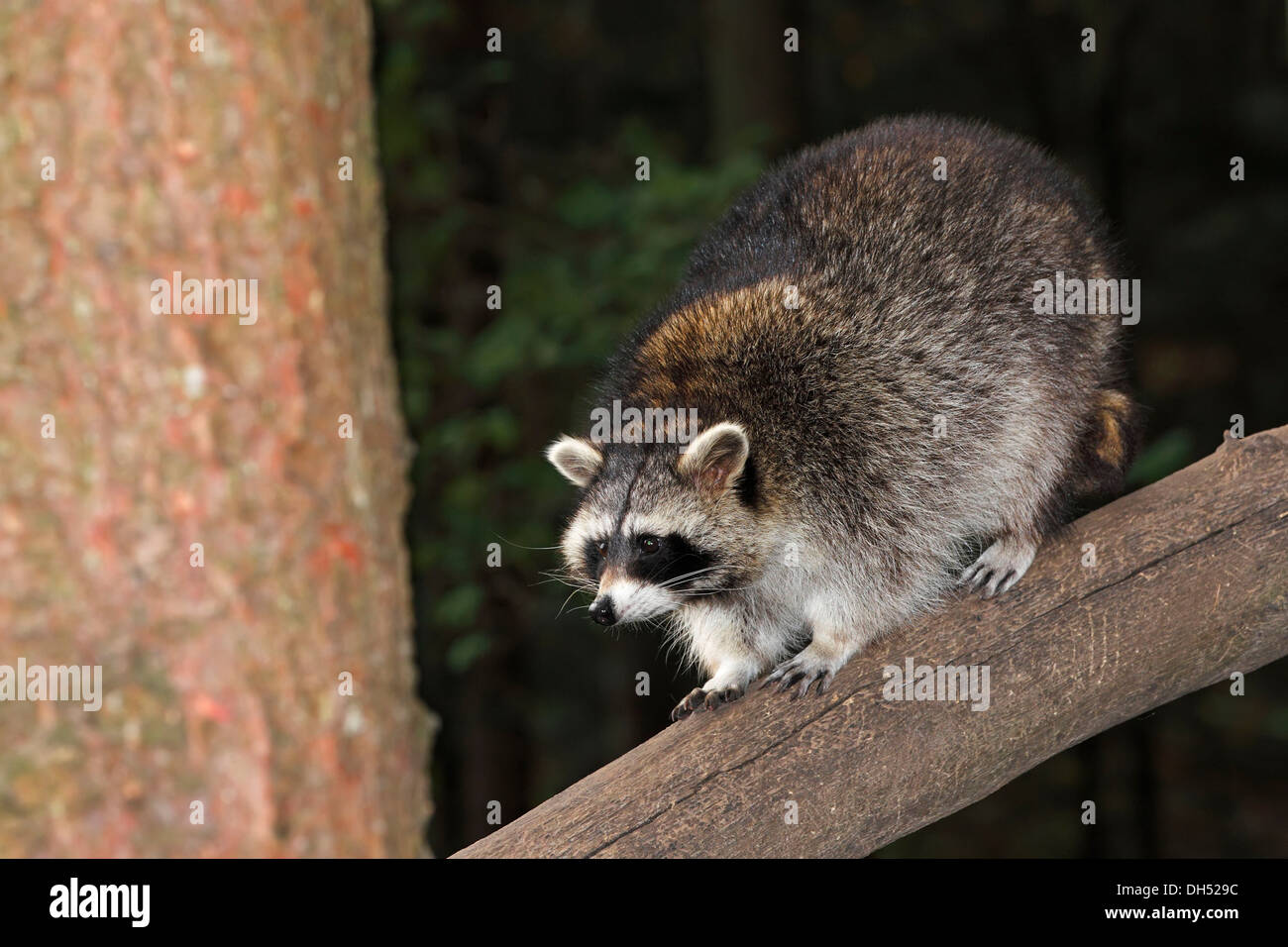 Raccoon (Procyon lotor) climbing on a tree, Lower Saxony Stock Photo