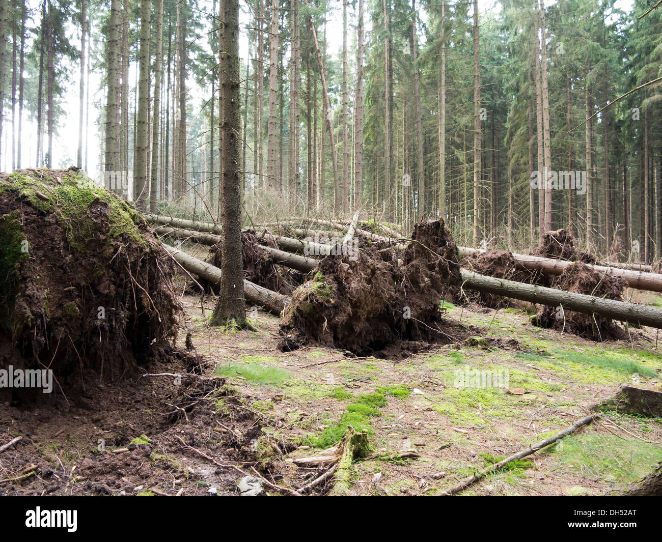 fallen trees - trees uprooted by a storm Stock Photo