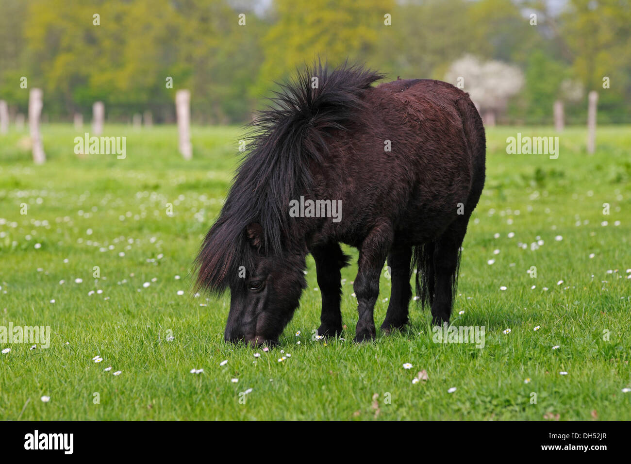 Black miniature Shetland pony, Minishetty, Germany Stock Photo