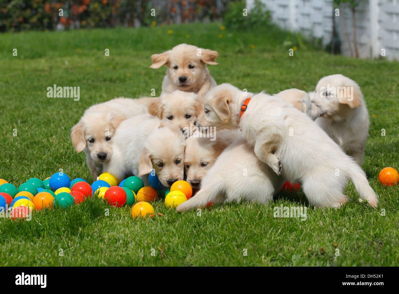 Really Cute Golden Retriever Puppies Playing 31 000 Golden Retriever Really Cute Golden Retriever Puppies Playing 31 000 Golden Retriever